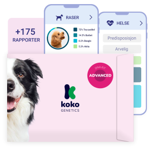 Advanced DNA-test for hunder