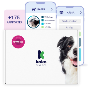 Hund-DNA-test Advanced Kit