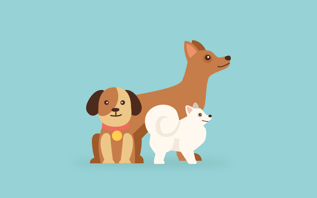 Cómo saber qué raza es mi perro