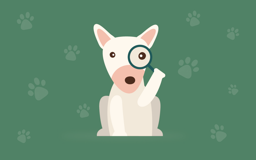 Cómo saber la edad de un perro: métodos confiables y mitos