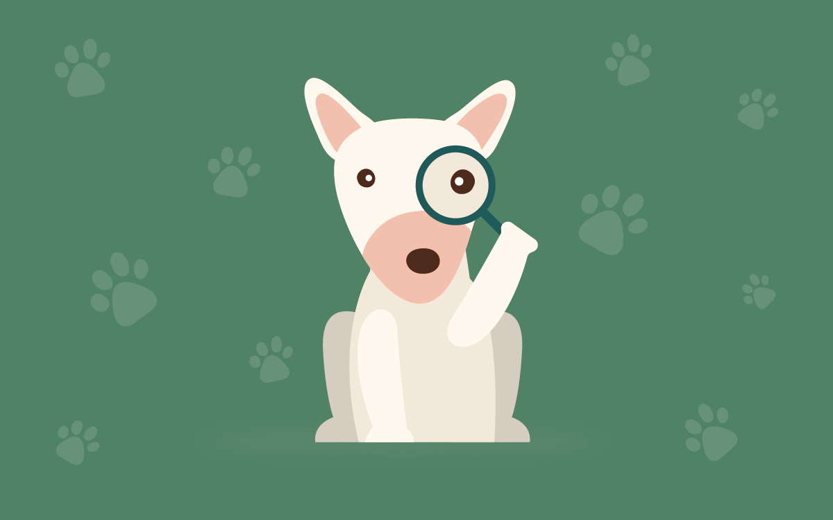 Cómo saber la edad de un perro: métodos confiables y mitos