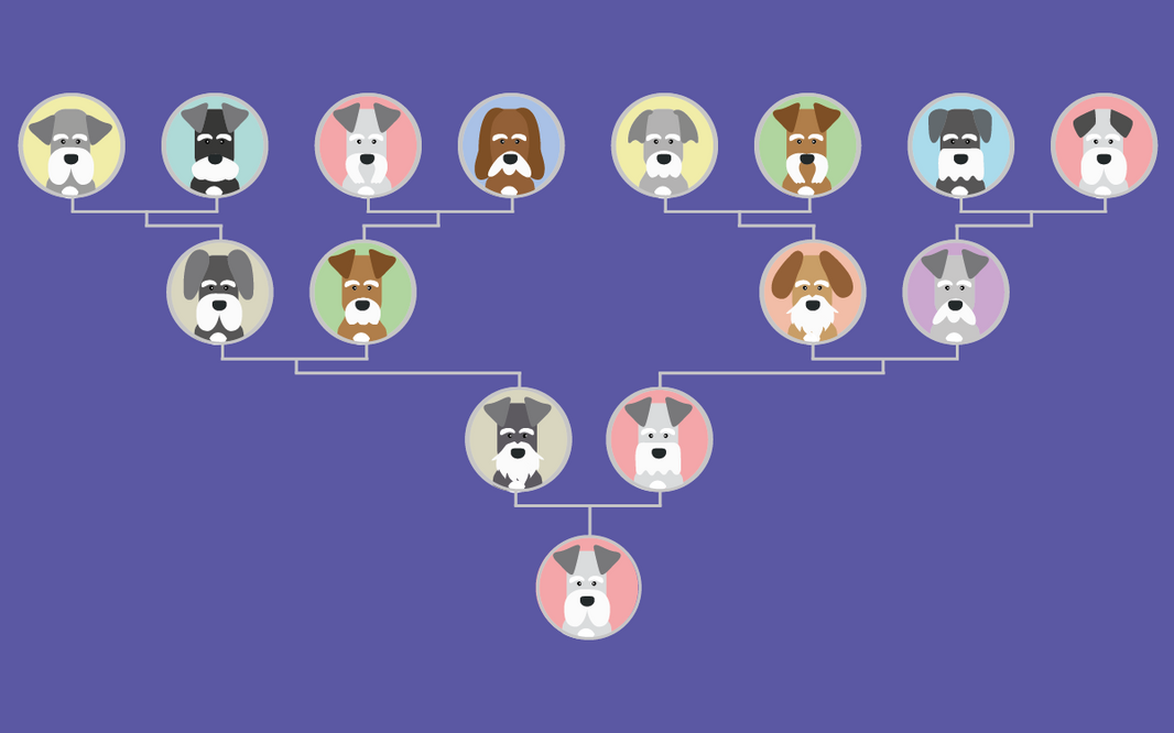 Entendiendo el DNI de las razas: pedigrí