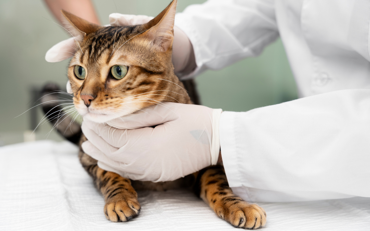 Todo sobre la Miocardiopatía Hipertrófica Felina: Cómo proteger el corazón de tu mascota