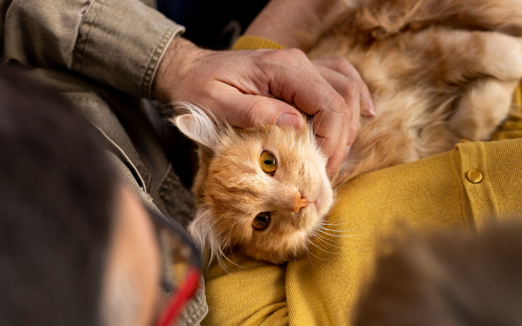 ¿Pueden los gatos ayudar a superar enfermedades o la depresión?