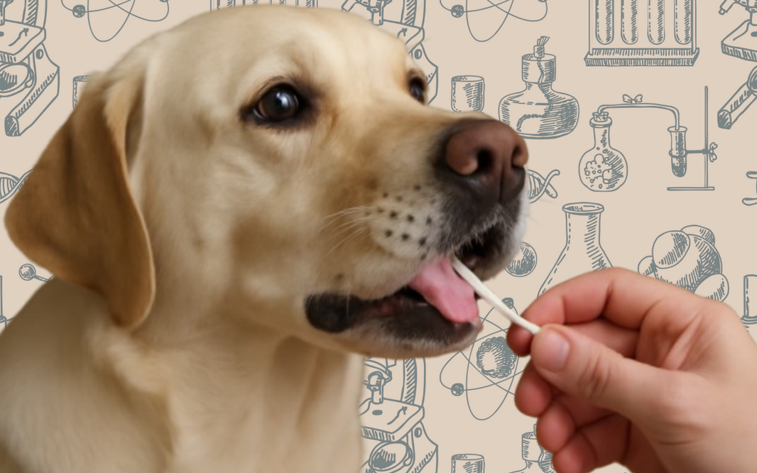 ¿Son fiables las pruebas de ADN para perros?