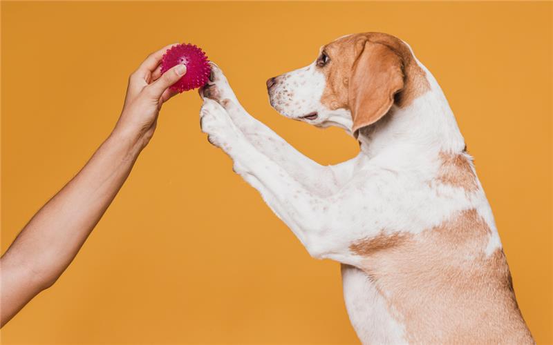 ¿El instinto de "traer la pelota" o "pastorear niños" está en el ADN?