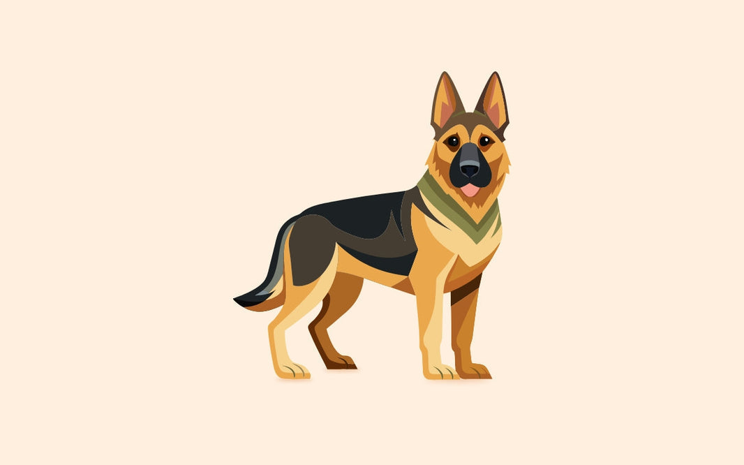 Las principales enfermedades del pastor alemán