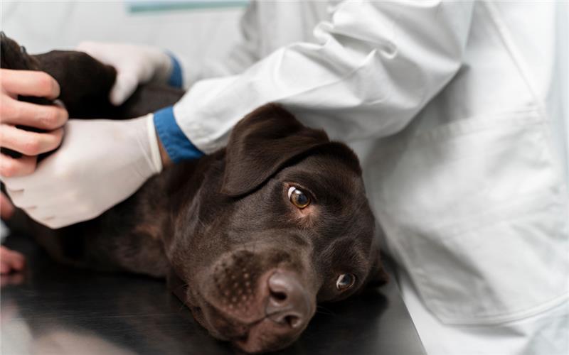 Consanguinidad en perros: Problemas, signos y cuánta es aceptable