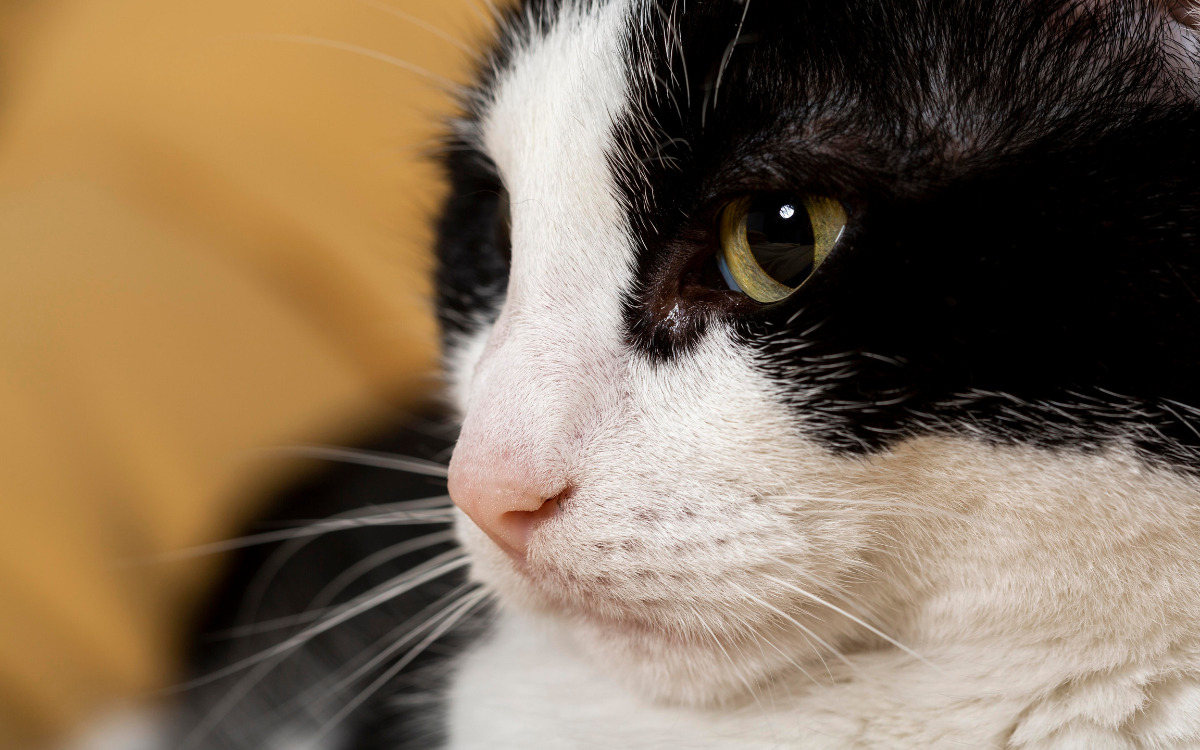 ¿Sabes qué tipo de sangre tiene tu gato? Esta información podría salvarle la vida
