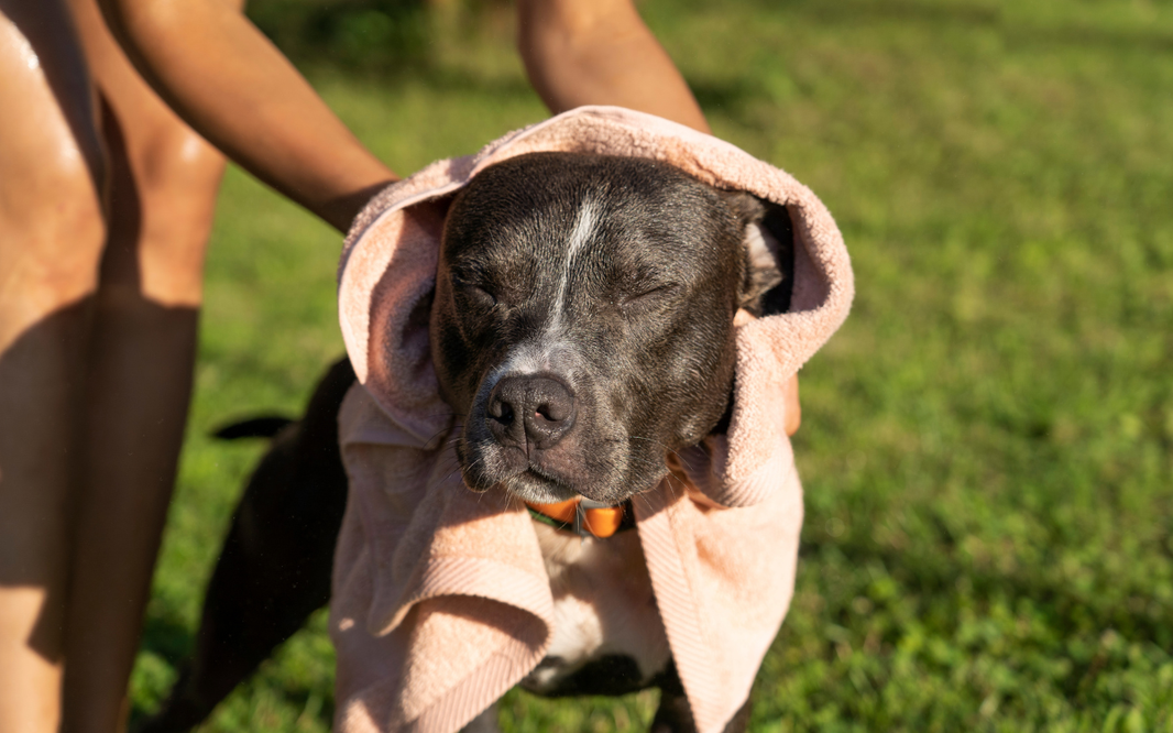 Genética y calor: Descubre si tu perro sufre el síndrome braquicefálico de forma oculta