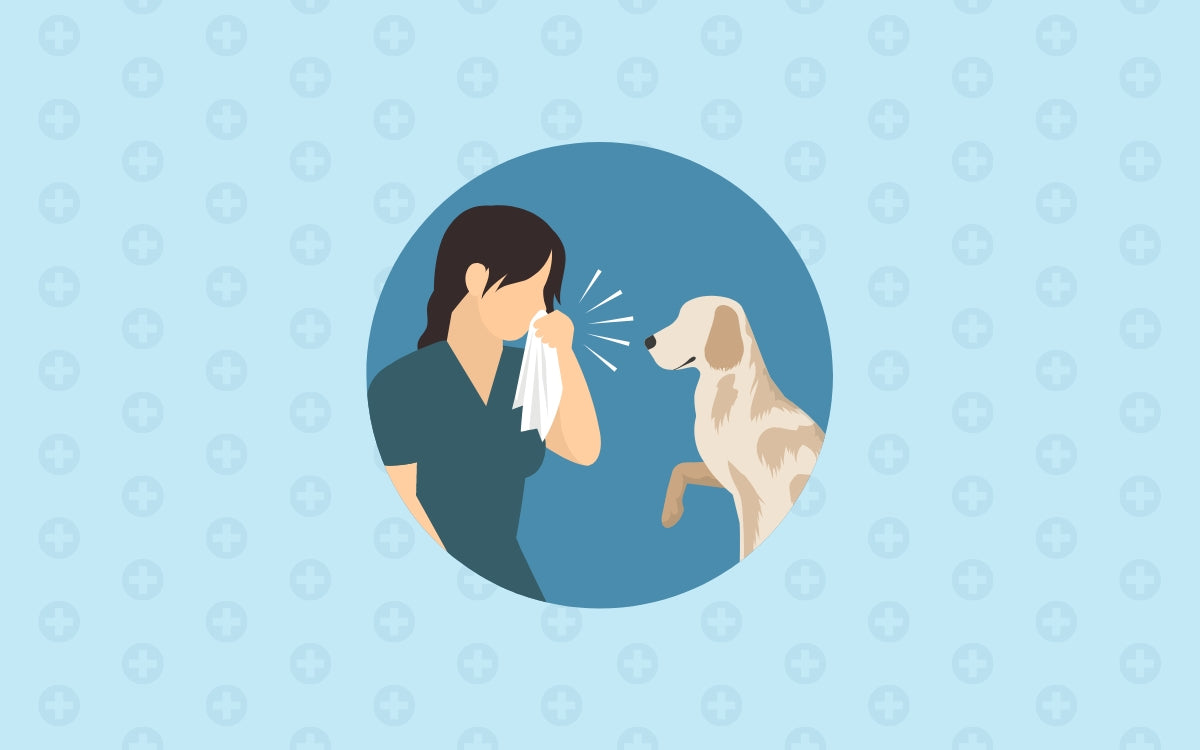 Las 6 razas de perros más hipoalergénicas