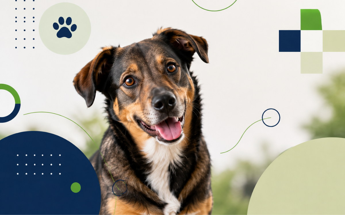 Mi perro es adoptado: 4 razones vitales para descubrir su mezcla de razas con un test de ADN