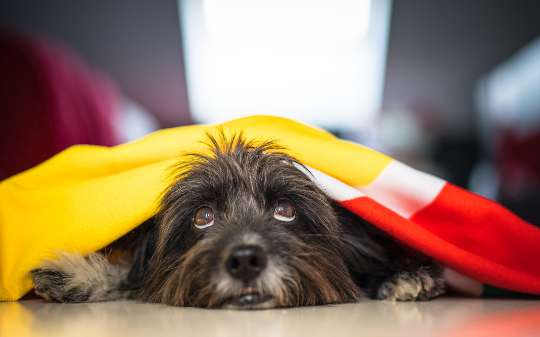 Cómo ayudar a tu perro con ansiedad (y cómo ellos nos ayudan a nosotros)