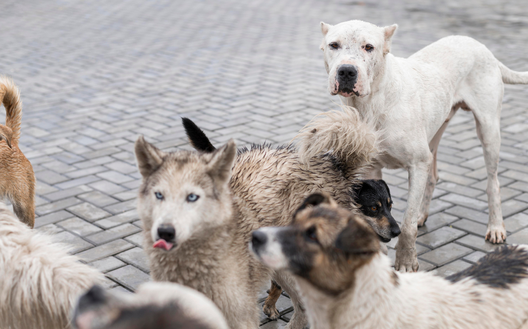 ¿Qué es un Village Dog? El origen de los perros sin raza definida
