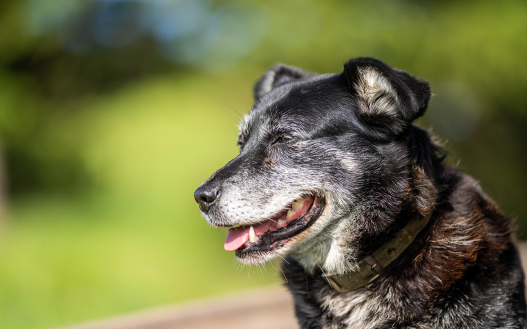 Cuidados para perros senior: Cómo adaptar su dieta y su hogar