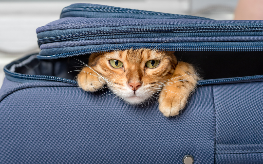 Cómo viajar con tu gato sin estrés: Guía definitiva según su raza