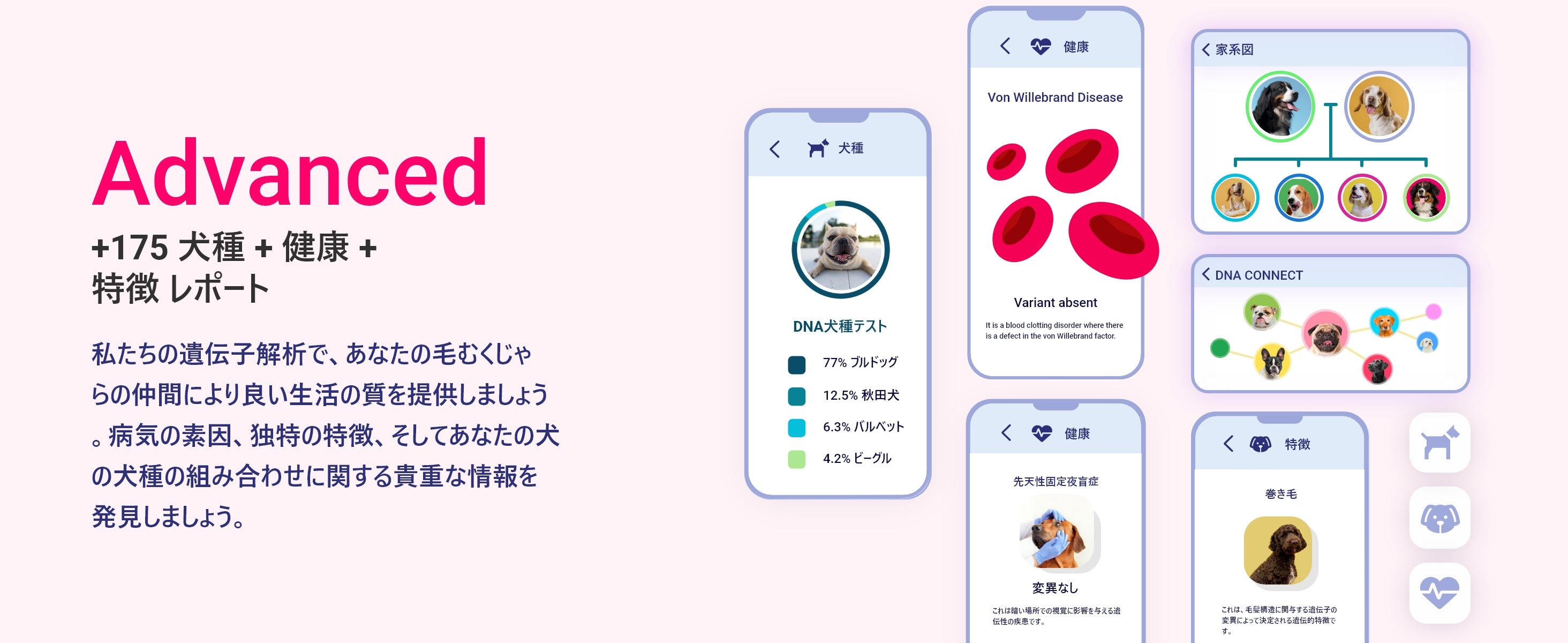 犬用DNAテスト Advanced：健康・犬種レポート175件 – Koko Genetics